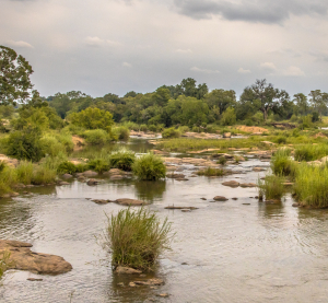 Flusslandschaft mit grünem Ufer und Felsen im Kruger-Nationalpark unter bewölktem Himmel.