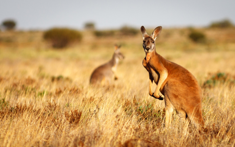 Rotes Känguru im Flinders Ranges Nationalpark, Südaustralien