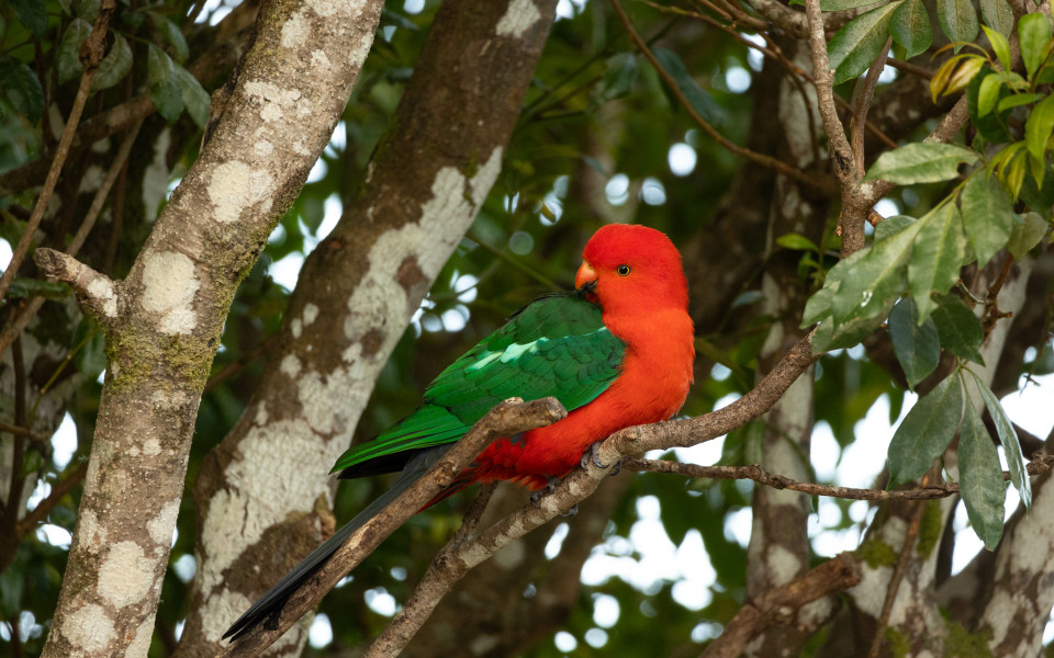 Vögel im australischen Lamington-Nationalpark