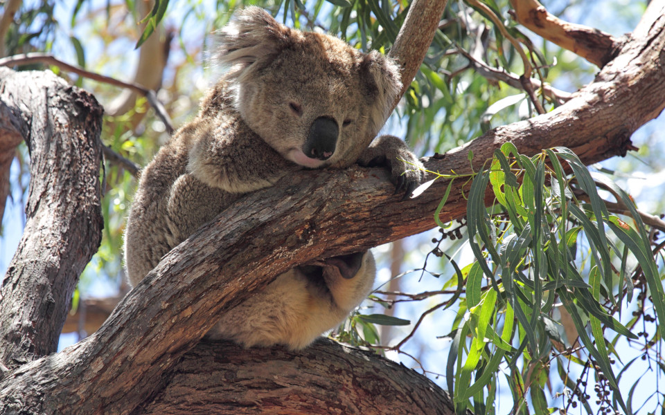 Koala in einem Eukalyptusbaum am Koala Walk auf Raymond Island 