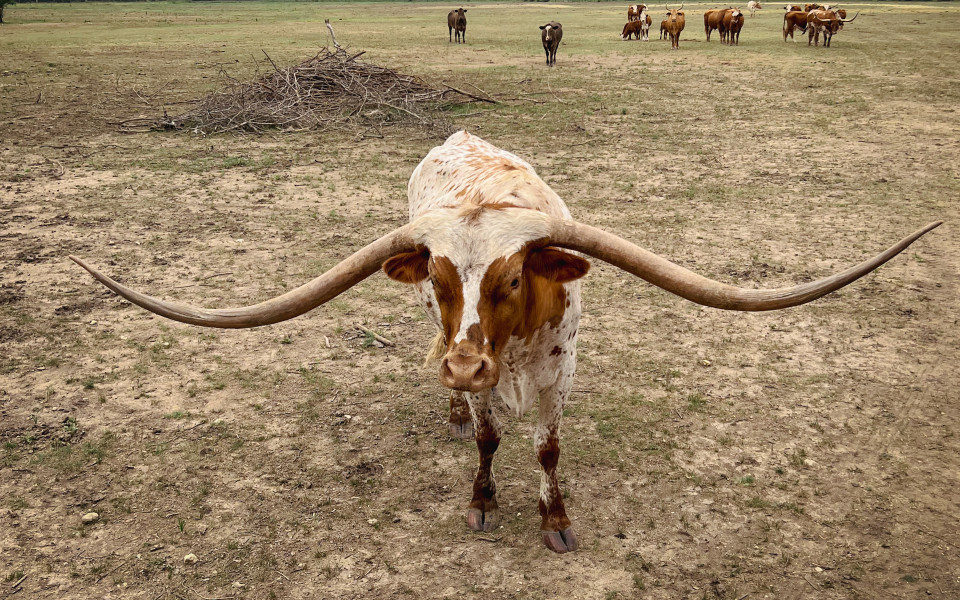 Longhorns auf der Rancho Cortez in San Antonio, Texas