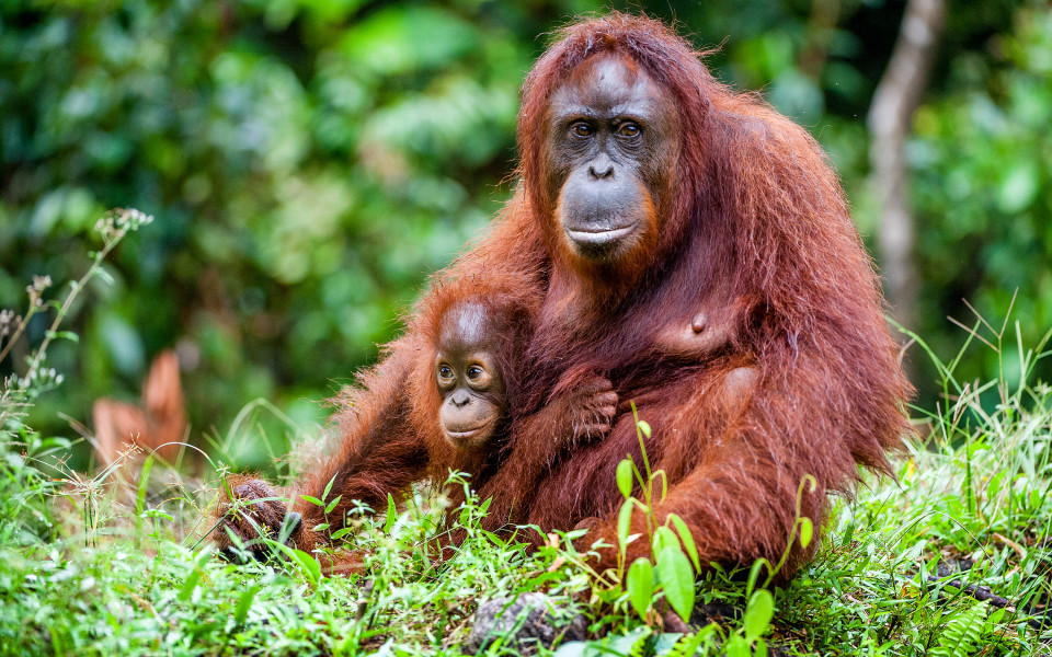 Ein Orang-Utan-Weibchen mit einem Jungen in einem natürlichen Lebensraum. Borneo-Orang-Utan (Pongo pygmaeus)