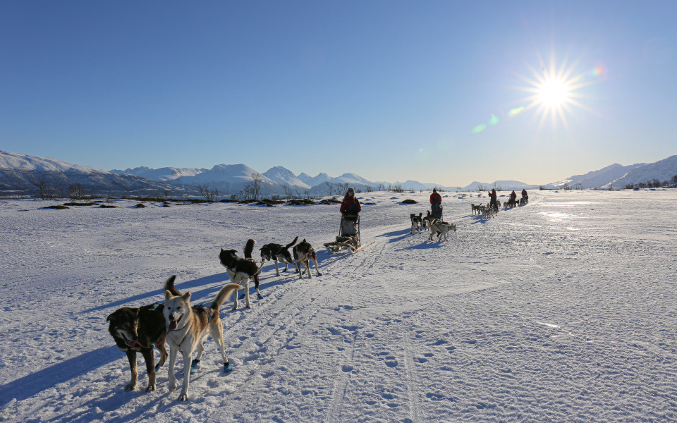 Hundeschlittenfahrt in Norwegen